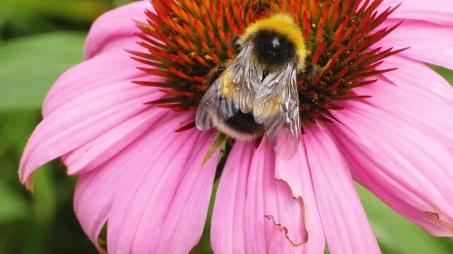 A very close up of a bumble bee collecting nectar from the pink flower blossom on a sunny day