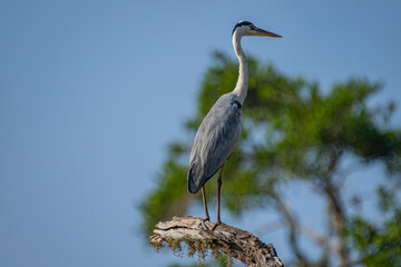 The grey heron (Ardea cinerea) is a large wading bird with a long neck and legs. It has gray plumage with a white head, a black stripe above the eye, and a long, pointed yellow beak.