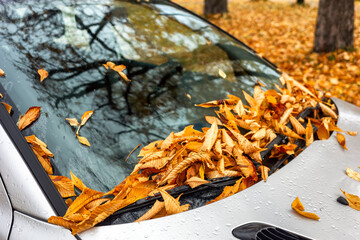Fallen autumn leaves on car windshield with rain drops, symbol of weather and seasonal change