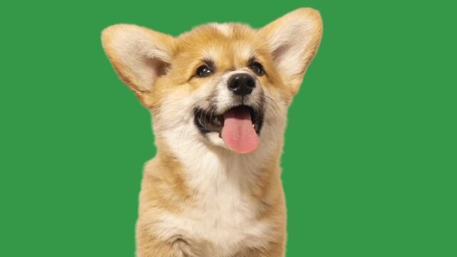 Funny  puppy on green screen 