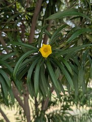 A yellow oleander flower surrounded by green leaves in a natural setting