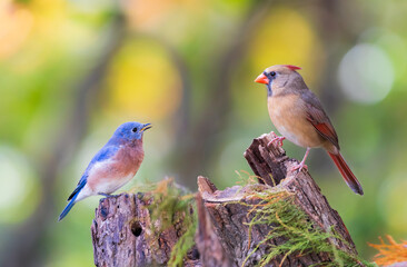 bluebird and cardinal on perch