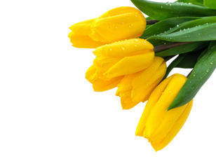 Bright yellow tulips with dew drops on petals, isolated against a stark black background, creating contrast