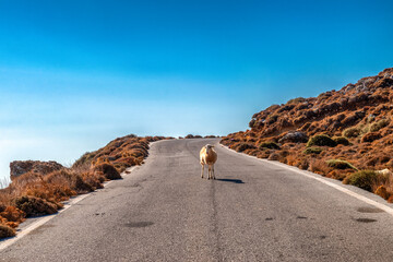 Sheep standing alone on winding mountain road in Sitia Mountains, Crete, Greece