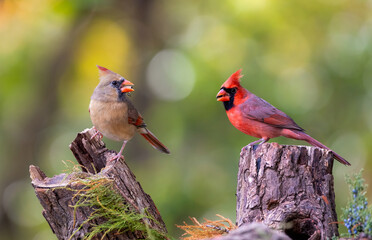 male and female cardinals on perch