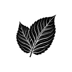 Detailed natural maple foliage silhouette isolated graphic