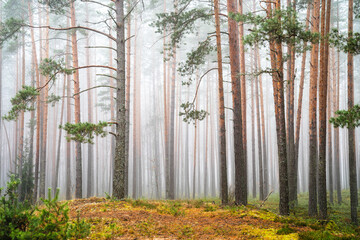 Misty Pine Forest Landscape