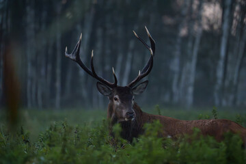 Deer in Forest Clearing