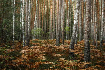 Autumn Forest with Birch Trees