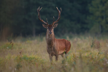 Obraz premium Majestic Red Deer in Natural Habitat