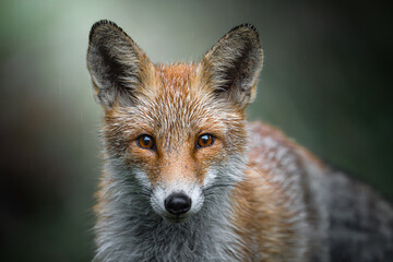 Close-up of Red Fox Face
