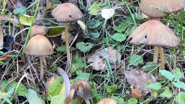 Autumn wild mushrooms Parasola auricoma on forest litter among grass and leaves &mdash; natural texture, ecological theme, seasonal aesthetics