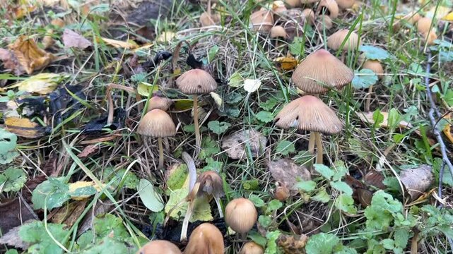 Autumn wild mushrooms Parasola auricoma on forest litter among grass and leaves &mdash; natural texture, ecological theme, seasonal aesthetics