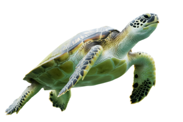 Sea turtle swimming underwater