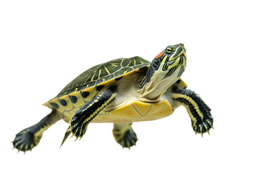 Red eared slider turtle on black background