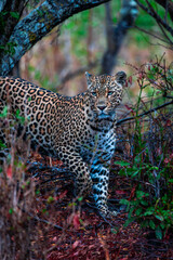 Leopard on safari