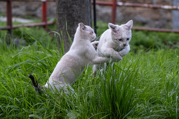 Two young white cats jumping and playing