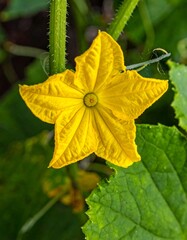 Close-up of a bright yellow cucumber flower with a green backdrop