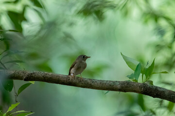 This bird is likely a species of flycatcher, with light brown and grayish-green plumage, a short beak, and a pale-colored eye ring, perched on a branch.