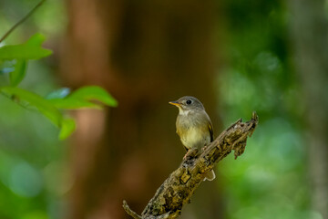 This bird is likely a species of flycatcher, with light brown and grayish-green plumage, a short beak, and a pale-colored eye ring, perched on a branch.