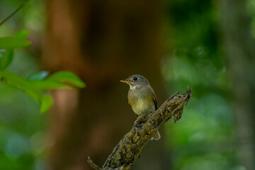 This bird is likely a species of flycatcher, with light brown and grayish-green plumage, a short beak, and a pale-colored eye ring, perched on a branch.