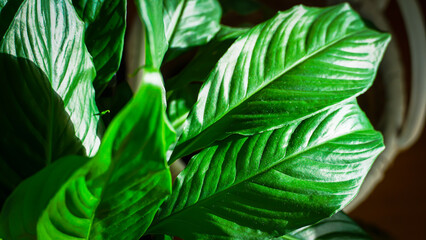 Glossy Green Tropical Leaf Close-Up