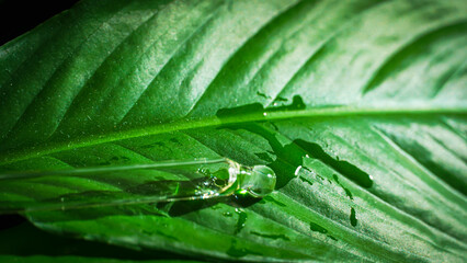 Scientist Hand with Dropper on Green Leaf