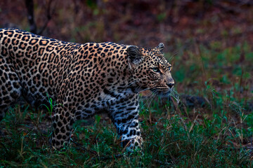 Leopard hunting