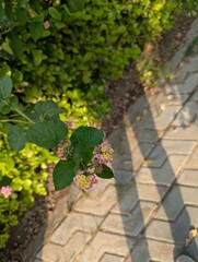 Close up of lantana flowers with green leaves next to a brick pathway outdoors
