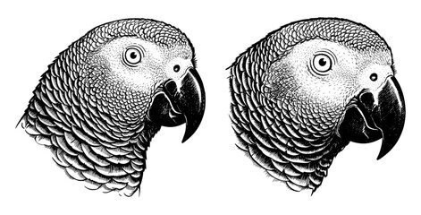 Two african grey parrots, hand drawn in cartoon style, black and white