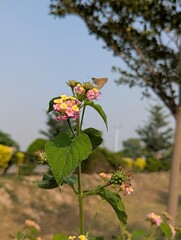 A small brown moth perched on a lantana flower in a garden on a sunny day