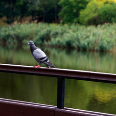 Gray pigeon perched on a wooden railing by a calm river