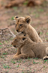 Lion cubs