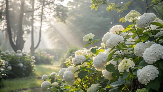Sunlight streams through trees illuminating white hydrangeas in a garden - Powered by Adobe