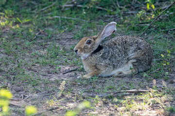 An Indian hare is seen resting on the ground. This medium-sized hare has long ears, large eyes, and a brownish-grey coat, blending into its habitat.