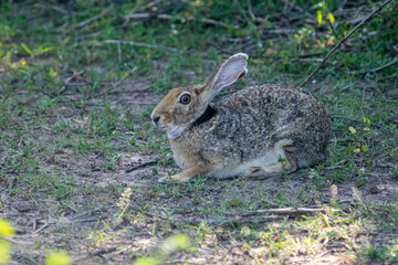 Fototapeta premium An Indian hare is seen resting on the ground. This medium-sized hare has long ears, large eyes, and a brownish-grey coat, blending into its habitat.