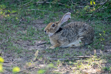 An Indian hare is seen resting on the ground. This medium-sized hare has long ears, large eyes, and a brownish-grey coat, blending into its habitat.