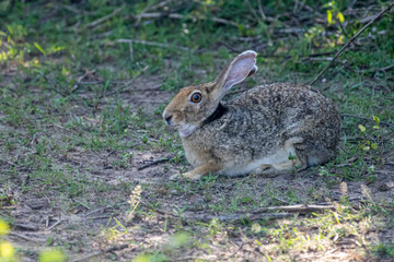 An Indian hare is seen resting on the ground. This medium-sized hare has long ears, large eyes, and a brownish-grey coat, blending into its habitat.