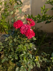 Close up of a red rose bush with lush green leaves in a garden setting outdoors