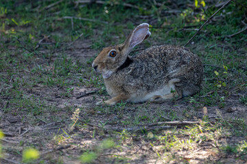 An Indian hare is seen resting on the ground. This medium-sized hare has long ears, large eyes, and a brownish-grey coat, blending into its habitat.