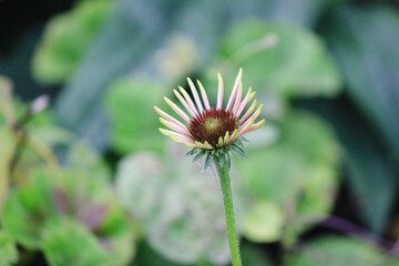 Close-up of a pink and green Echinacea (Coneflower) in the initial stage of blooming with a soft green background