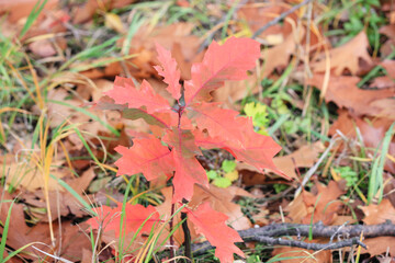 Close-up of a small oak sapling with vibrant red leaves against a background of fallen brown leaves and grass