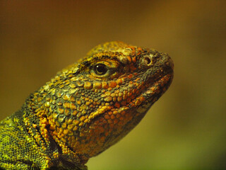 north african mastigore.