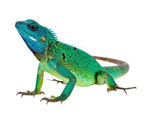 Colorful lizard with a turquoise head and green scales isolated against a black background