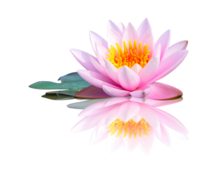 Close-up of a pink lotus with yellow stamens, reflected in water on a black background