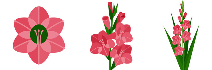 Pink blossom and gladiolus stems set, delicate garden flowers, elegant floral icons, spring botanical clipart, vector illustration