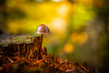 Grzybek z rodziny grzybówka w jesiennej scenerii z rozmytym tłem