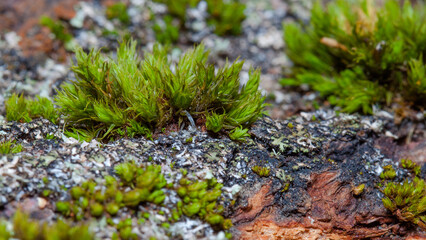 moss on stone