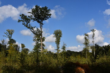oak trees against blue sky