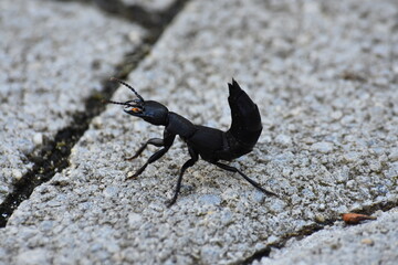 Devil’s Coach Horse (Ocypus olens)
